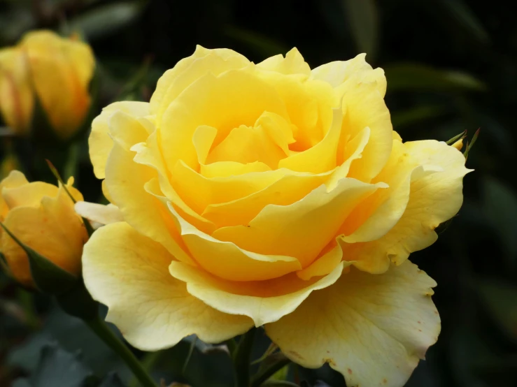 a yellow rose sits on the same stalk in this close up picture