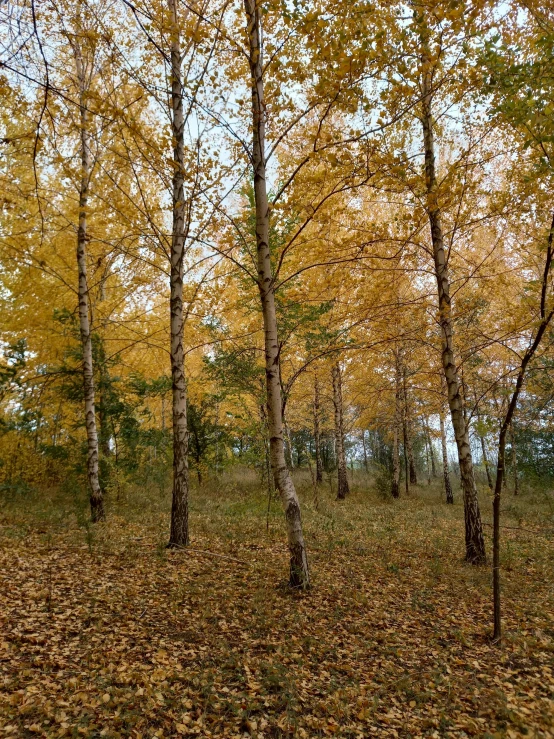 a group of tall leaf covered trees and brown leaves