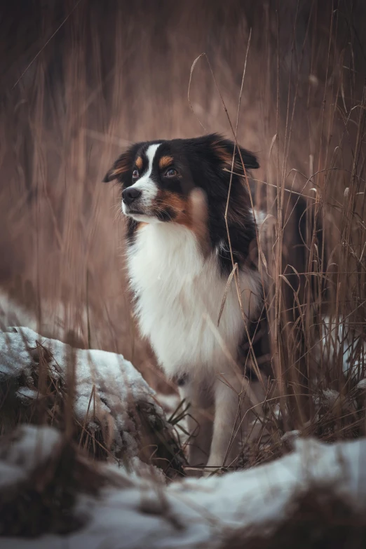 a dog is in the snow looking towards soing