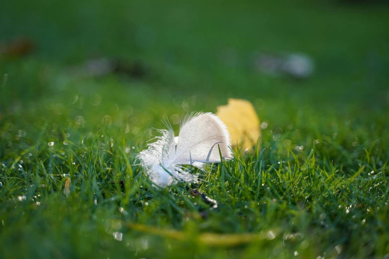 a bird feather in the grass is on its side