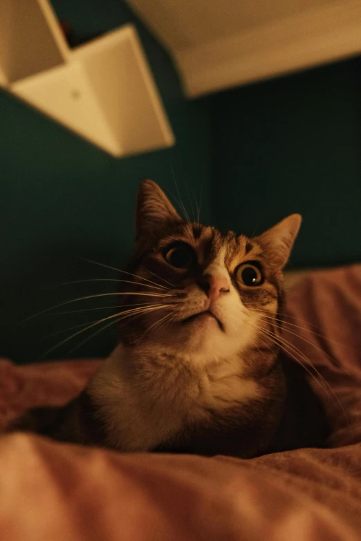 a cat sitting on a bed staring straight ahead