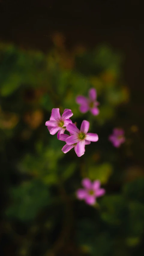 some purple flowers that are on a stalk