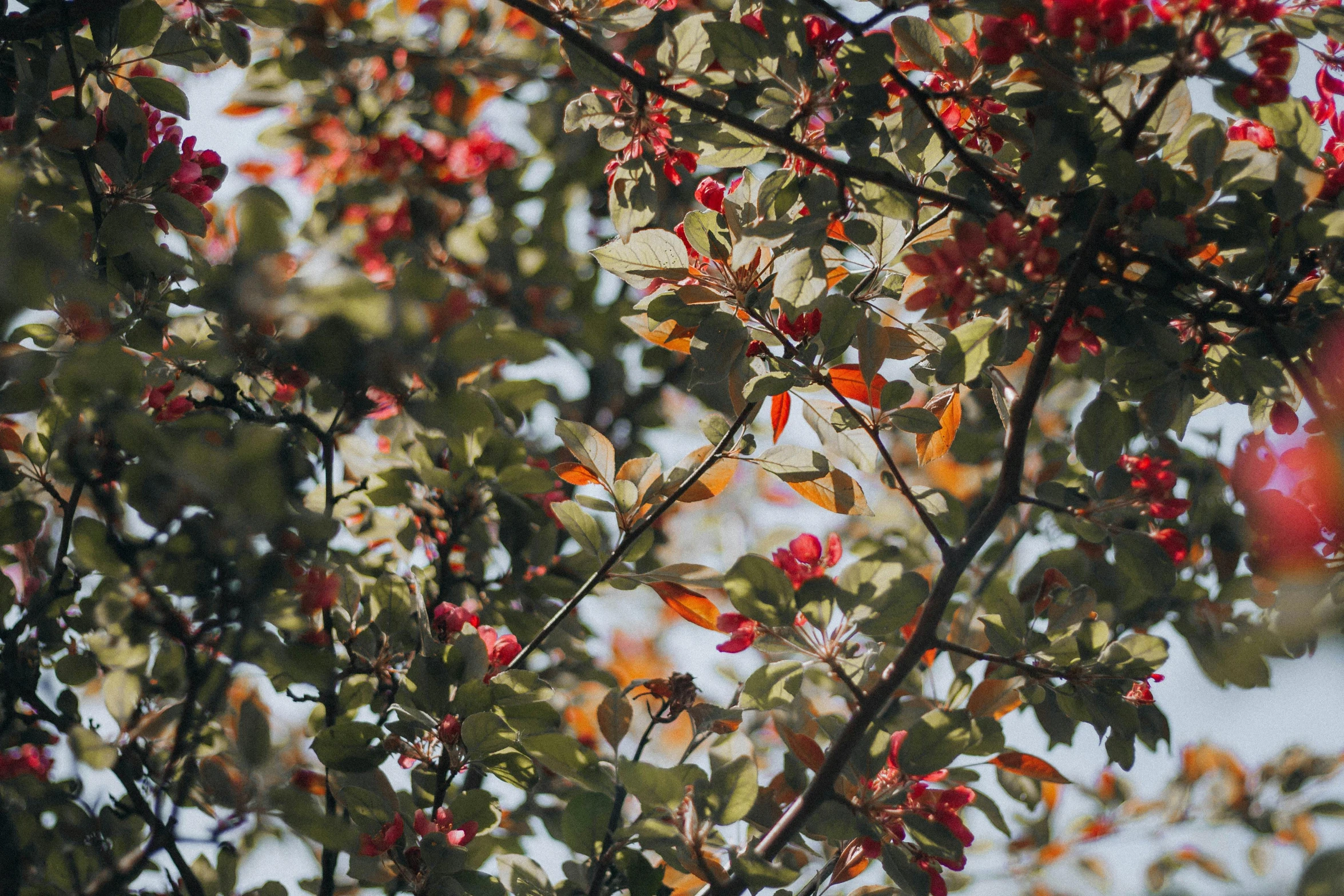 the colorful leaves of a tree with red berries