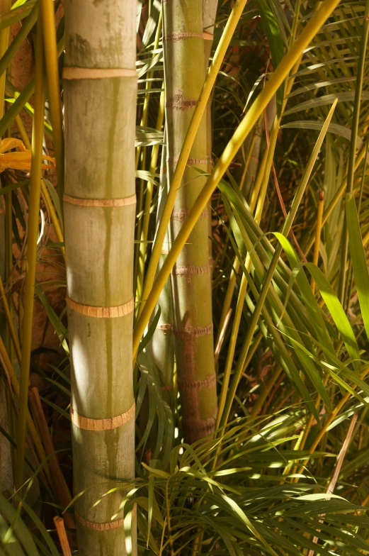 the stems of several different trees in a garden
