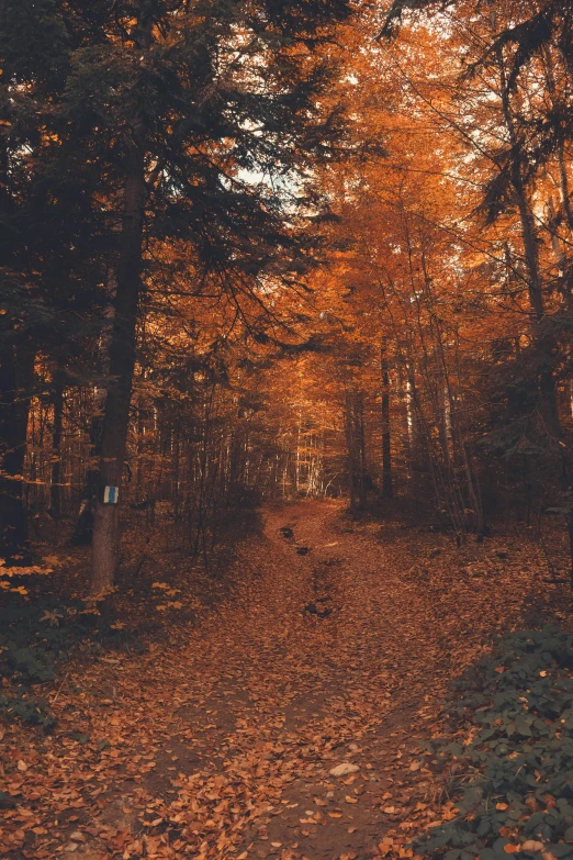 trees and leaves are covering the ground in the woods