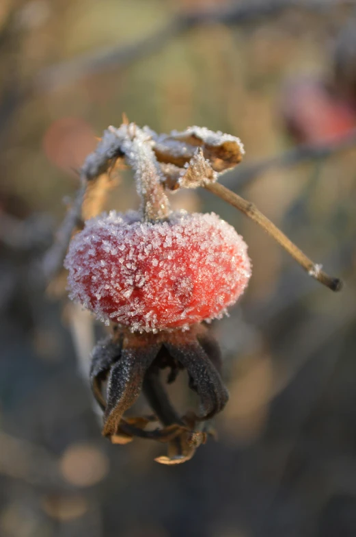 the snow is covered flower heads and nches