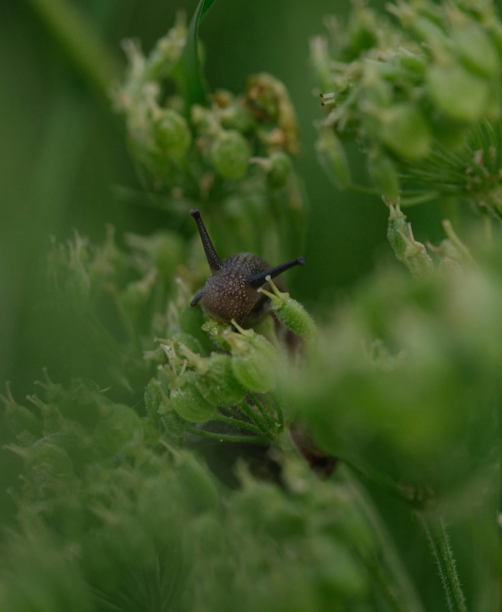 a small insect sitting on top of some green leaves