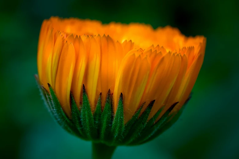 a large flower that is yellow and has many green leaves