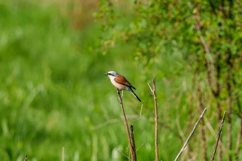 a small bird is sitting on top of a nch