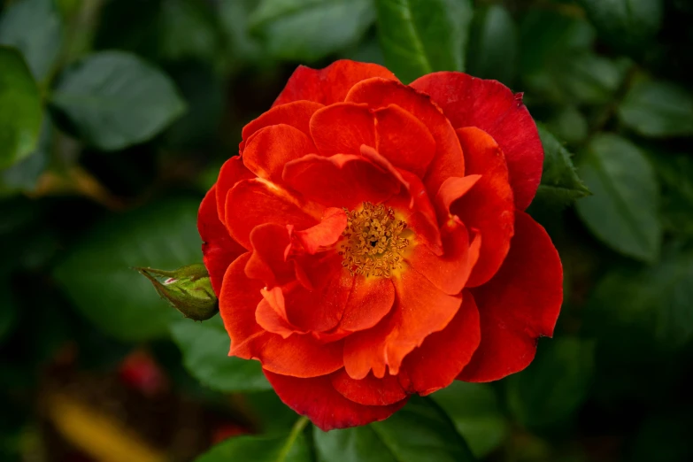 a very pretty red flower by some plants