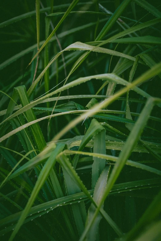 the long green blades of a grass plant