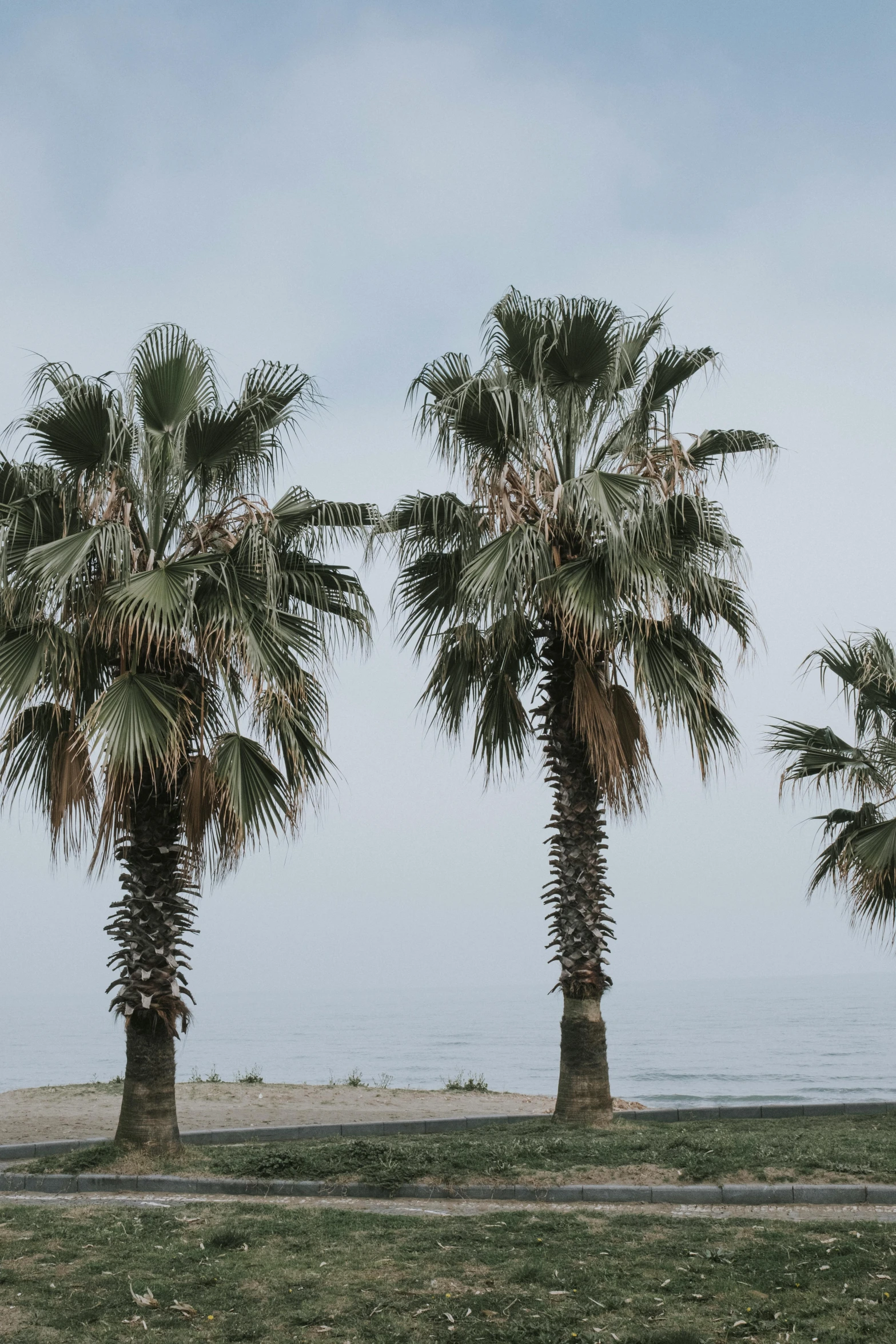 three palm trees next to a road and the ocean