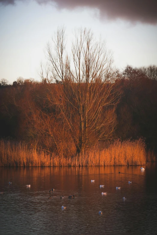 ducks are swimming and ducks are standing in the water