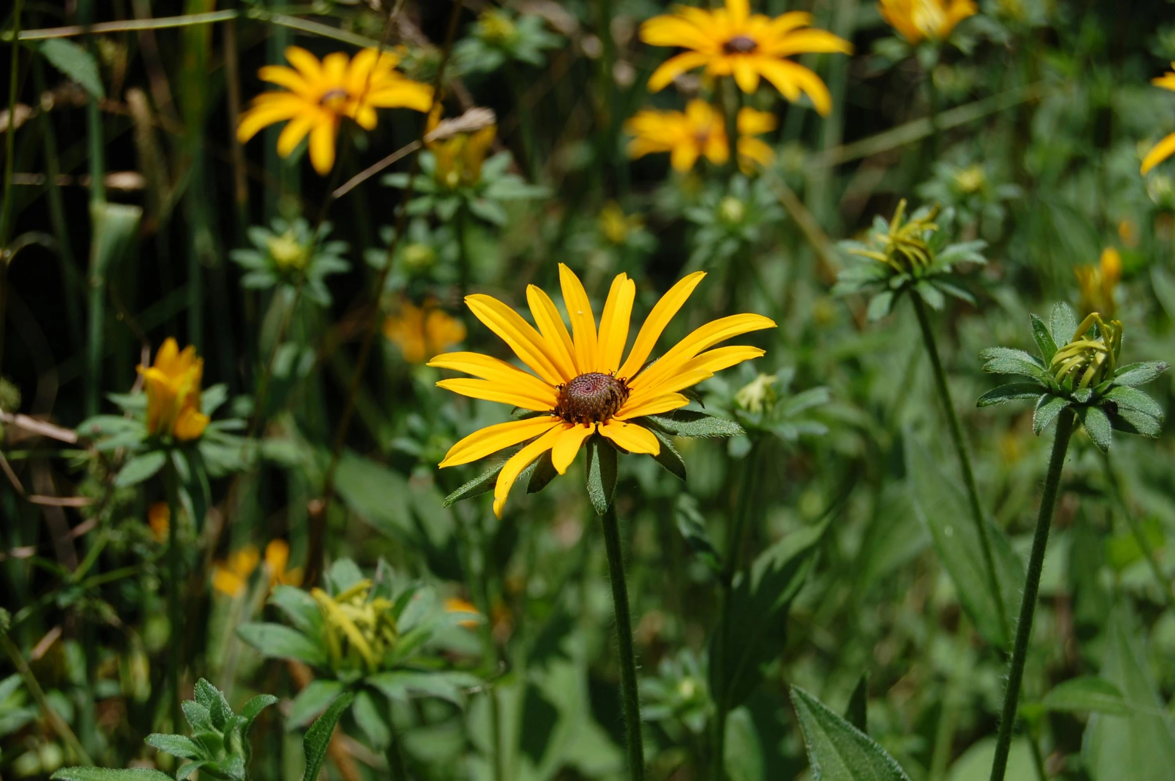 a field filled with lots of yellow flowers