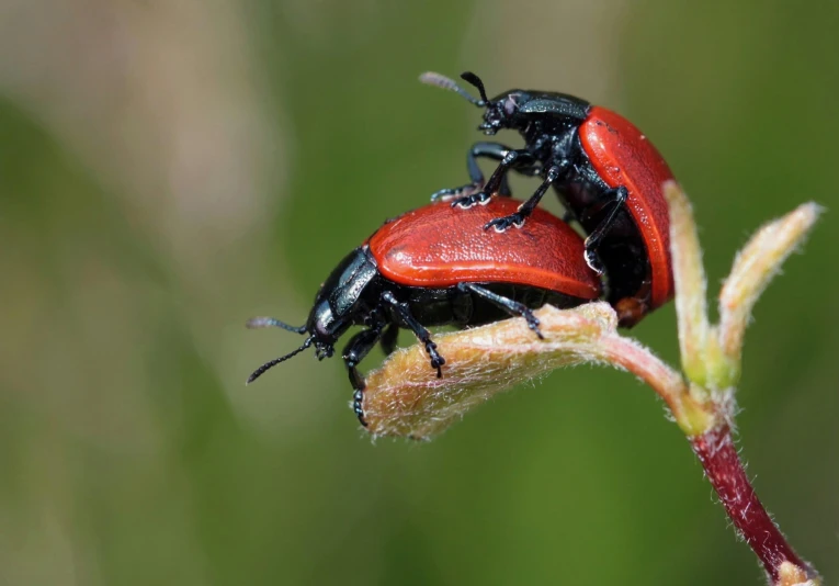 two bugs perched on top of each other near one another