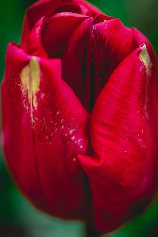 red tulip with yellow details in bloom