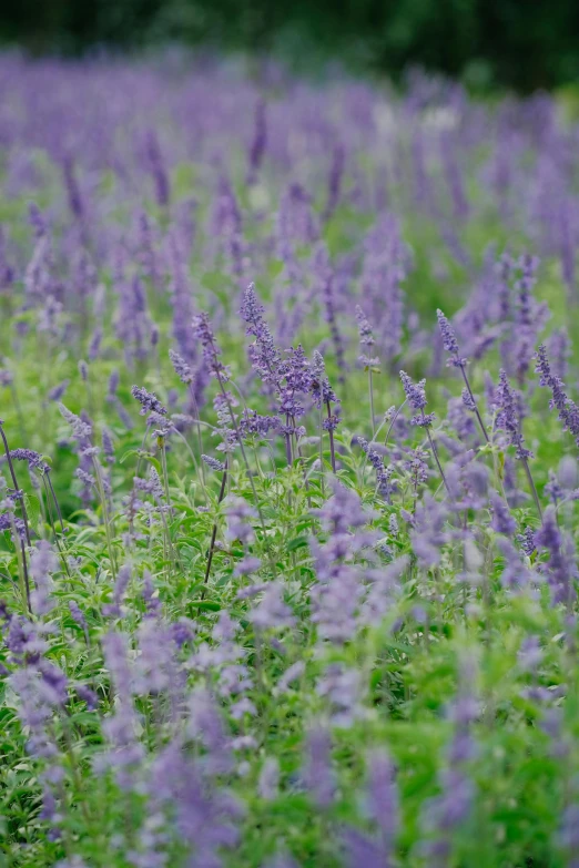 purple flowers are growing in the grass near trees