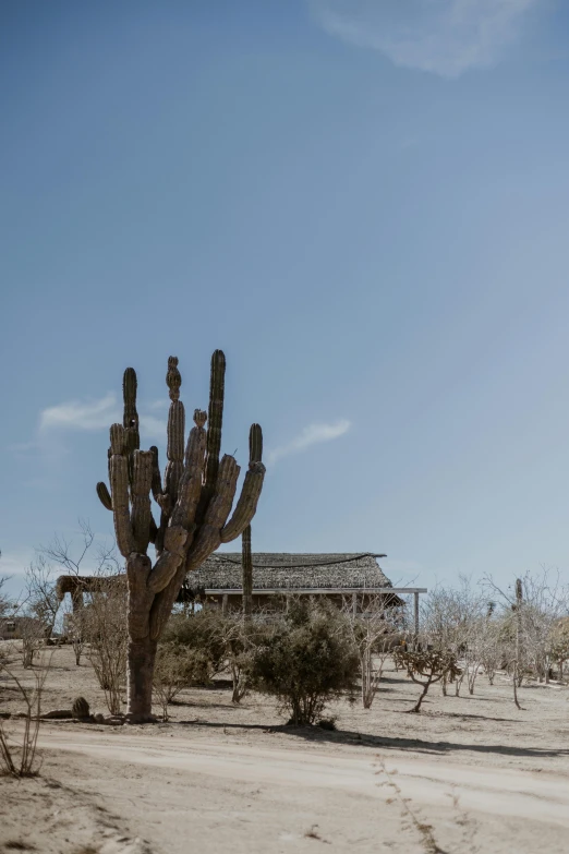 cactus trees line the sandy road in an arid desert