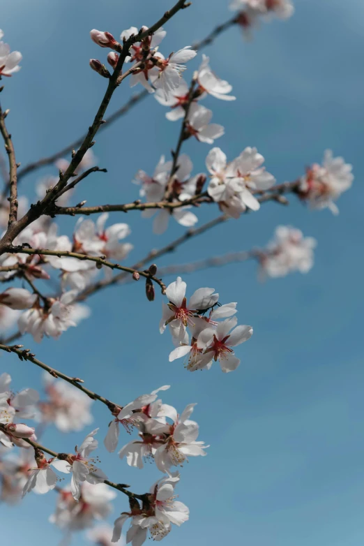 a nch of an orange blossoming tree with blue sky in the background