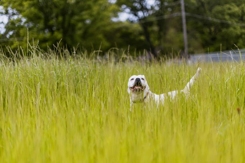 a dog in the tall grass on a sunny day