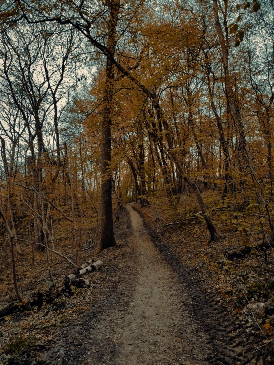 the path is shaded with the leaves and is surrounded by brown and yellow foliage