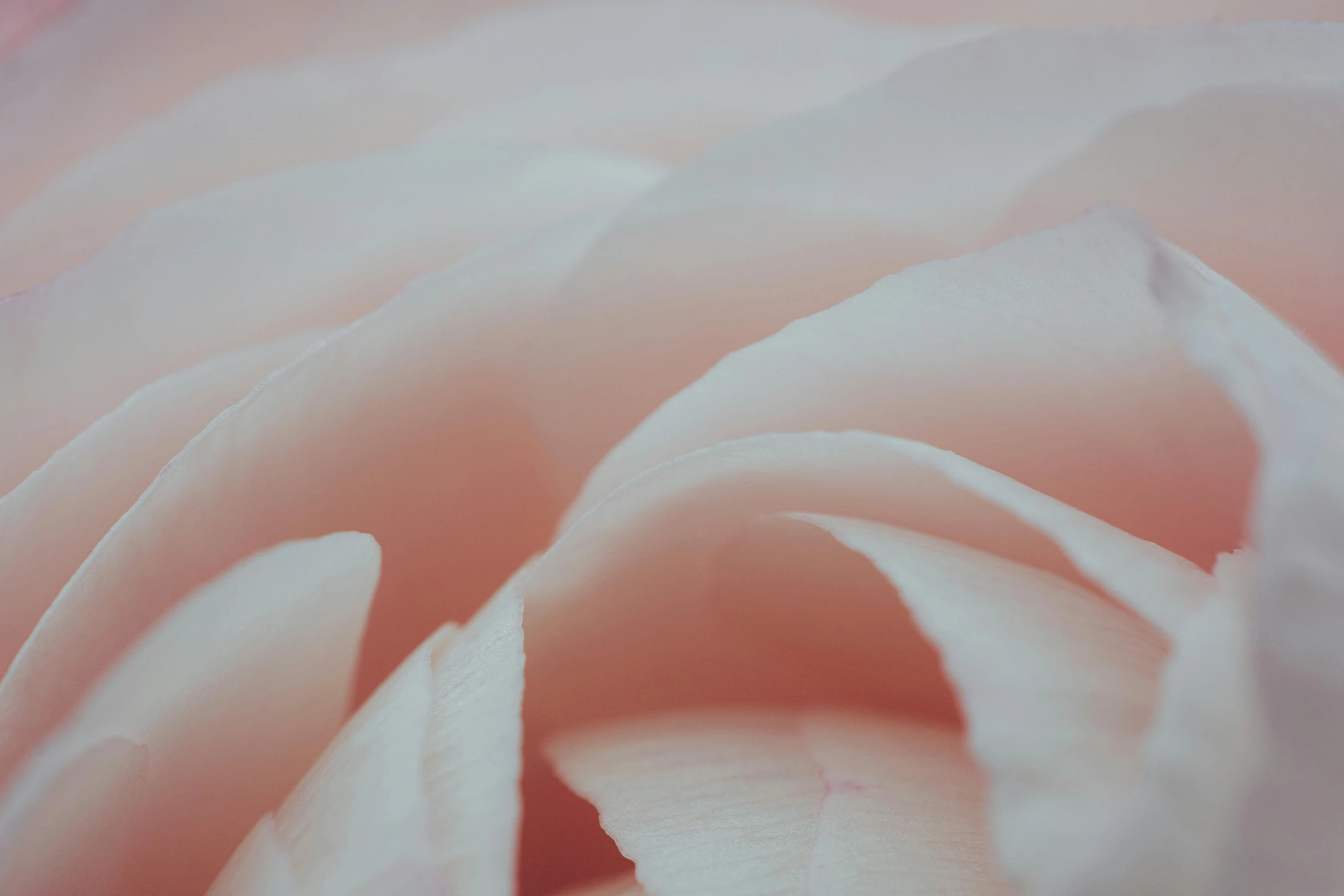 a close up view of a white rose