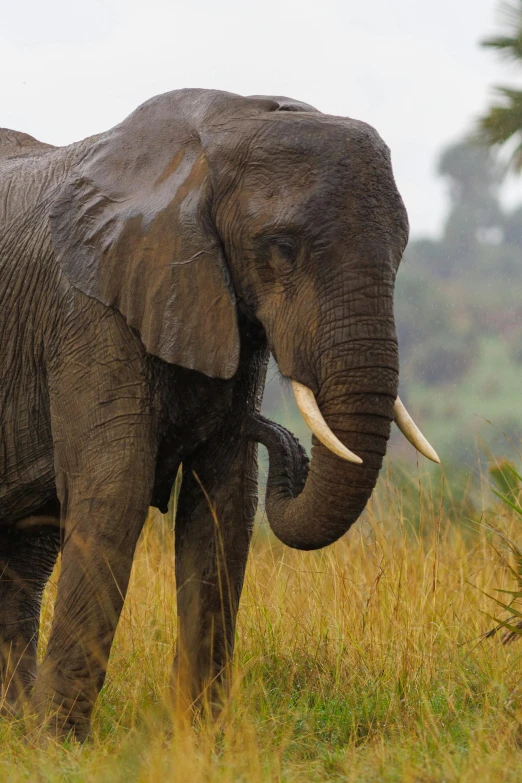 an elephant with tusks is walking in the grass