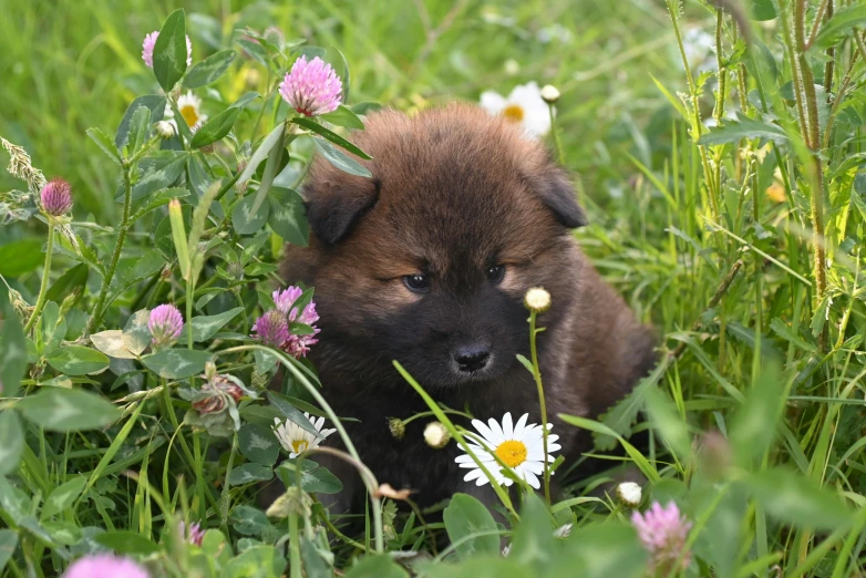 a small puppy is sitting among flowers on the grass