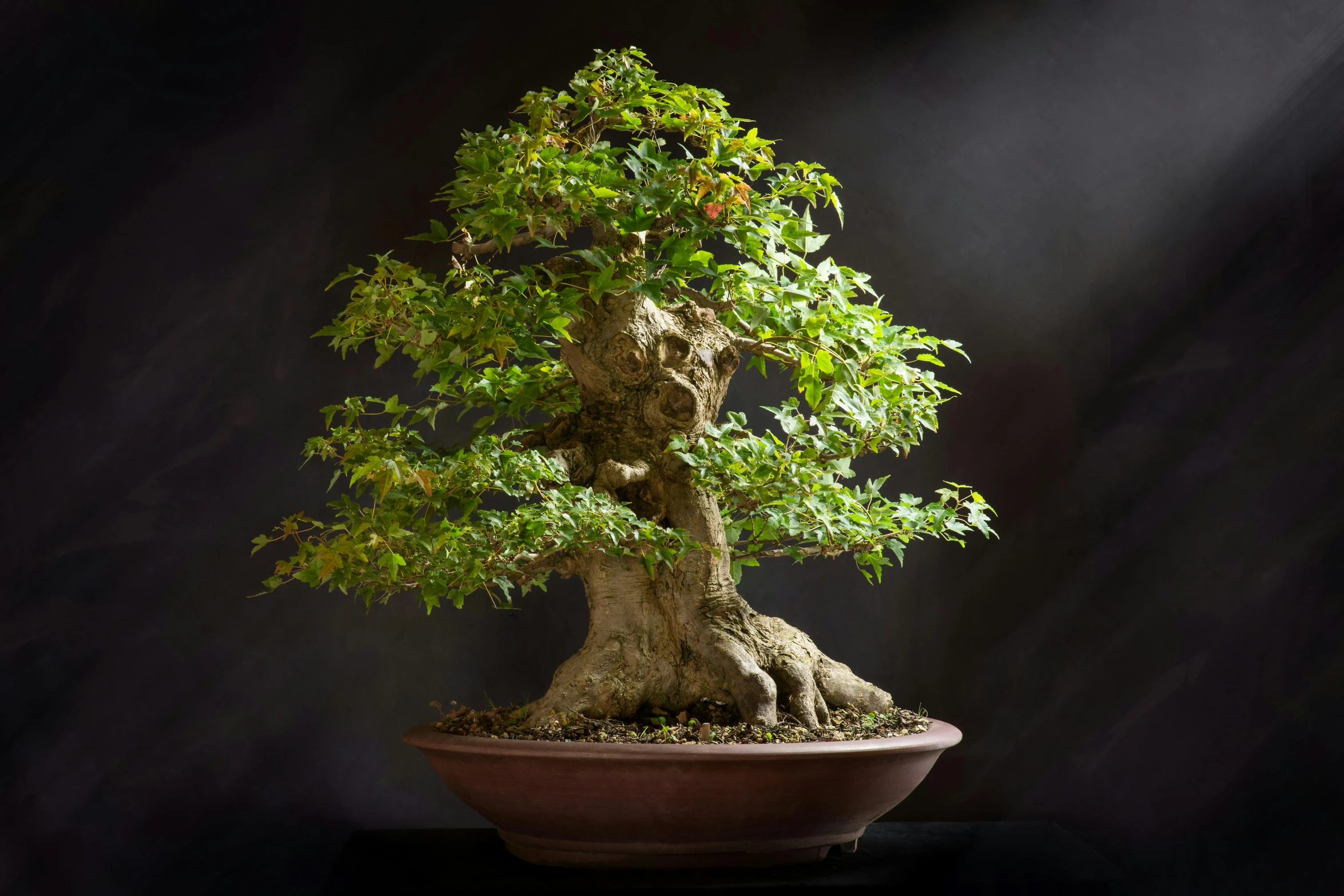 a small green bonsaile in a pot with no people around