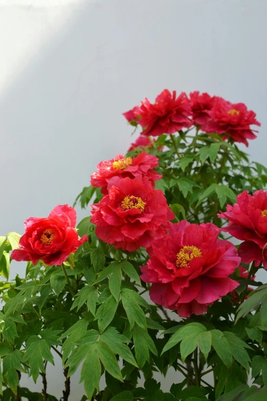 a bunch of red flowers in a vase