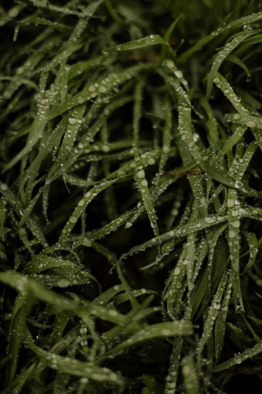 close up of the green leaves covered in water droplets