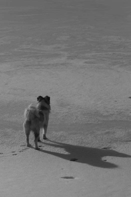 a small dog standing on top of a sandy beach