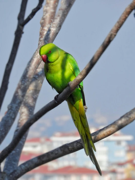 a green parrot is perched on a tree nch
