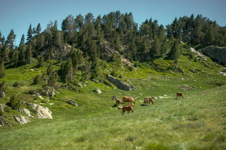 cows graze on the rolling hills beneath trees