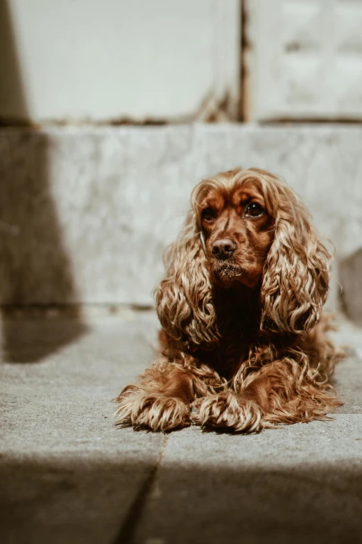 a small dog sitting next to steps with its eyes open