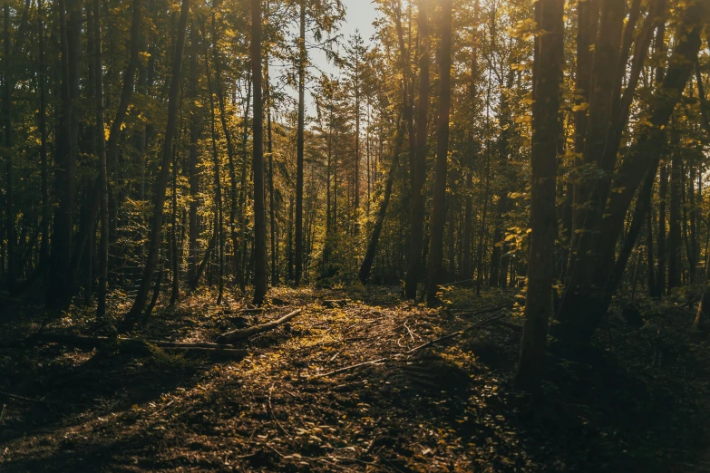 the sun shines through the trees on a wooded path