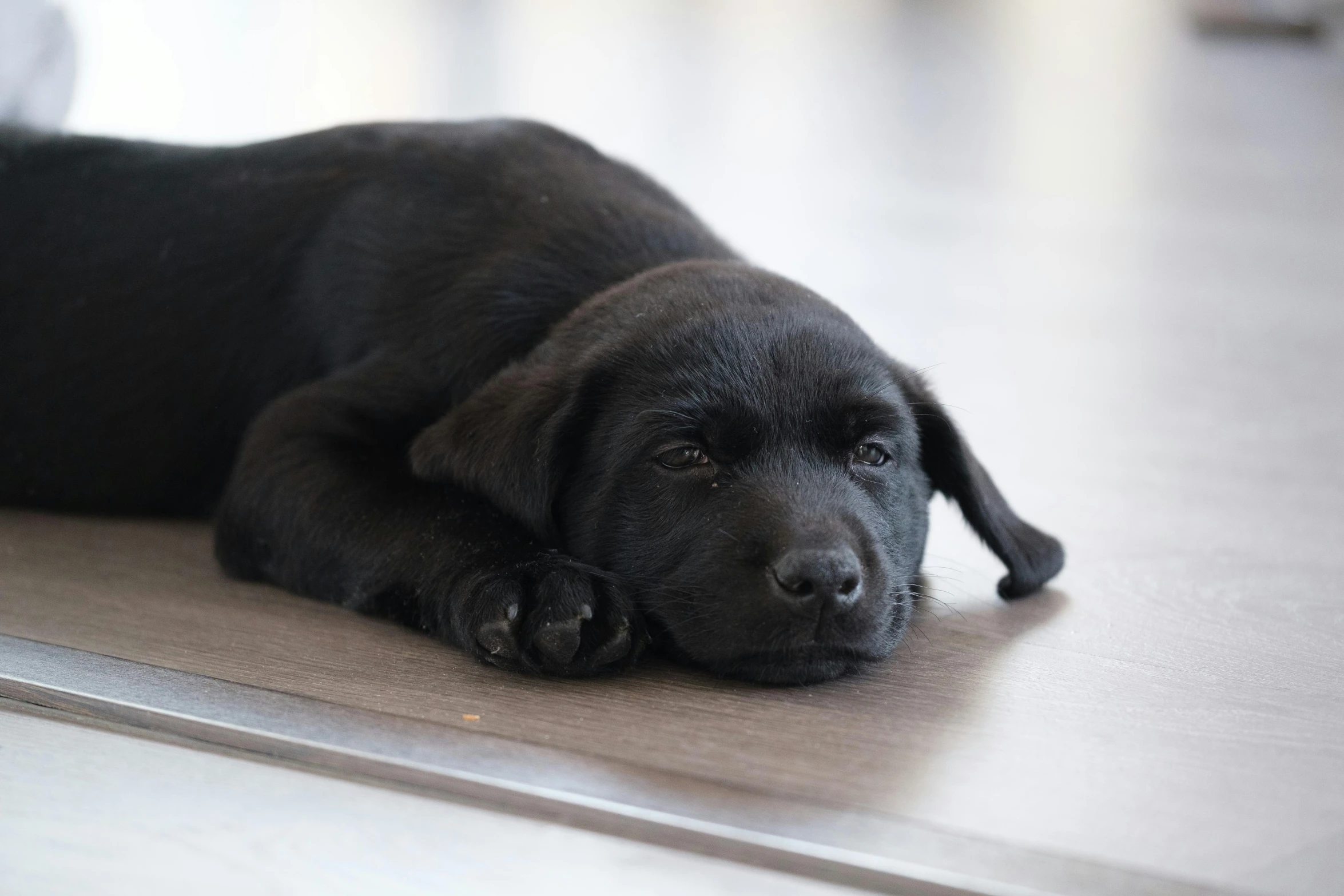 the dog is laying down and looking at the camera