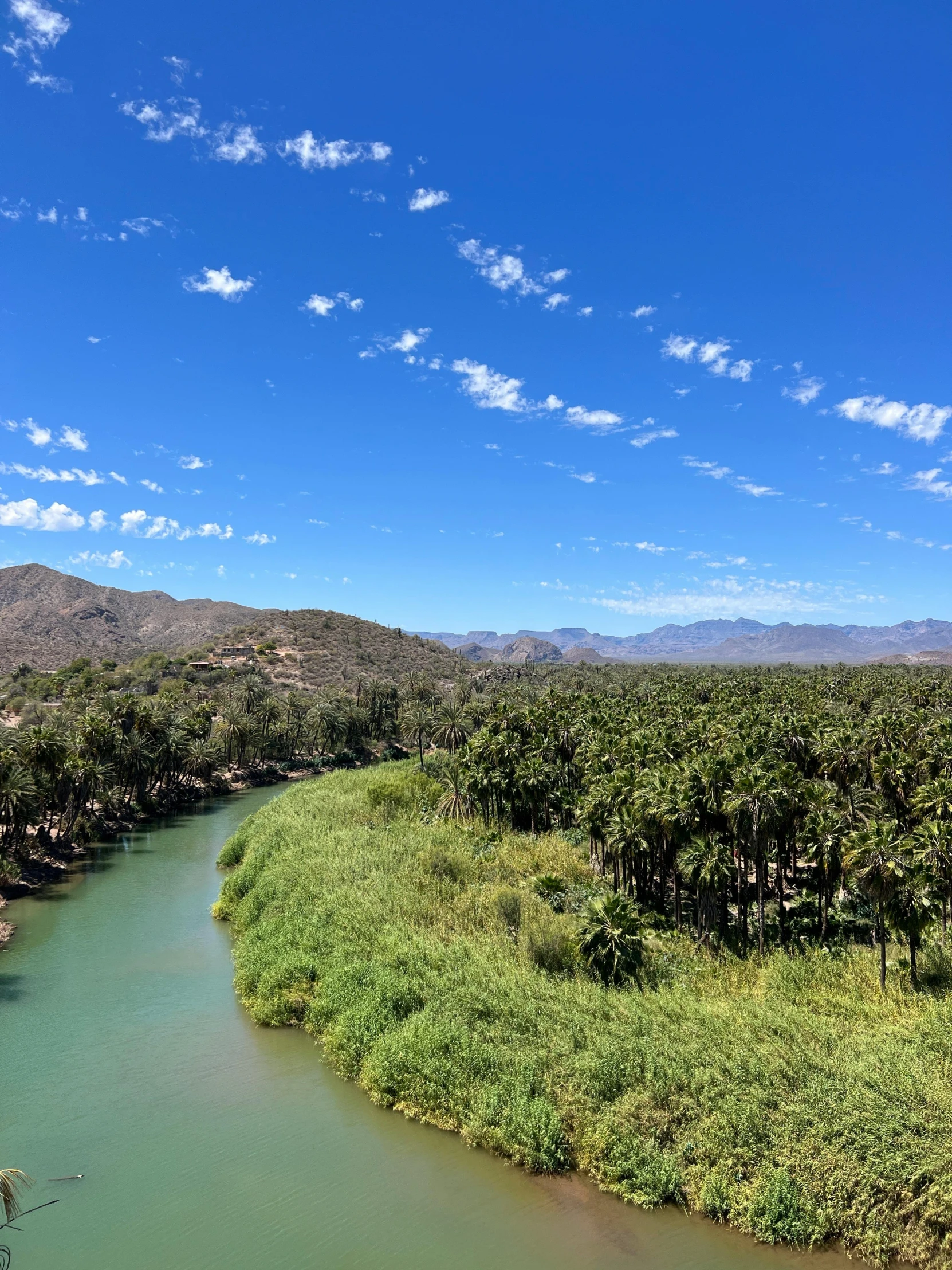 green water surrounded by lush vegetation and trees