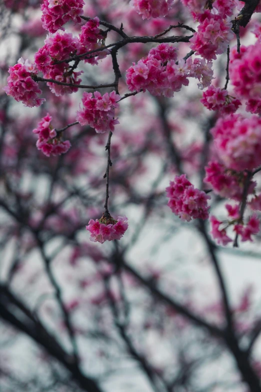 nches of trees with pink flowers in front of white sky