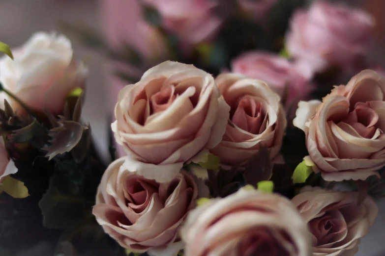 several large roses with long stems, some pink