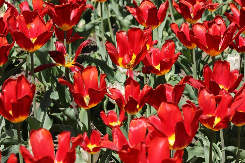 a close up image of some bright red flowers