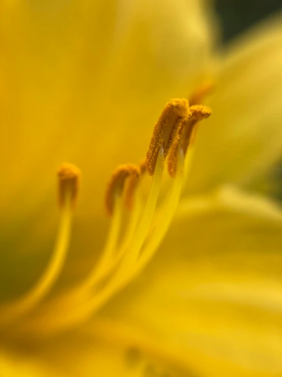 closeup view of the center of a yellow flower