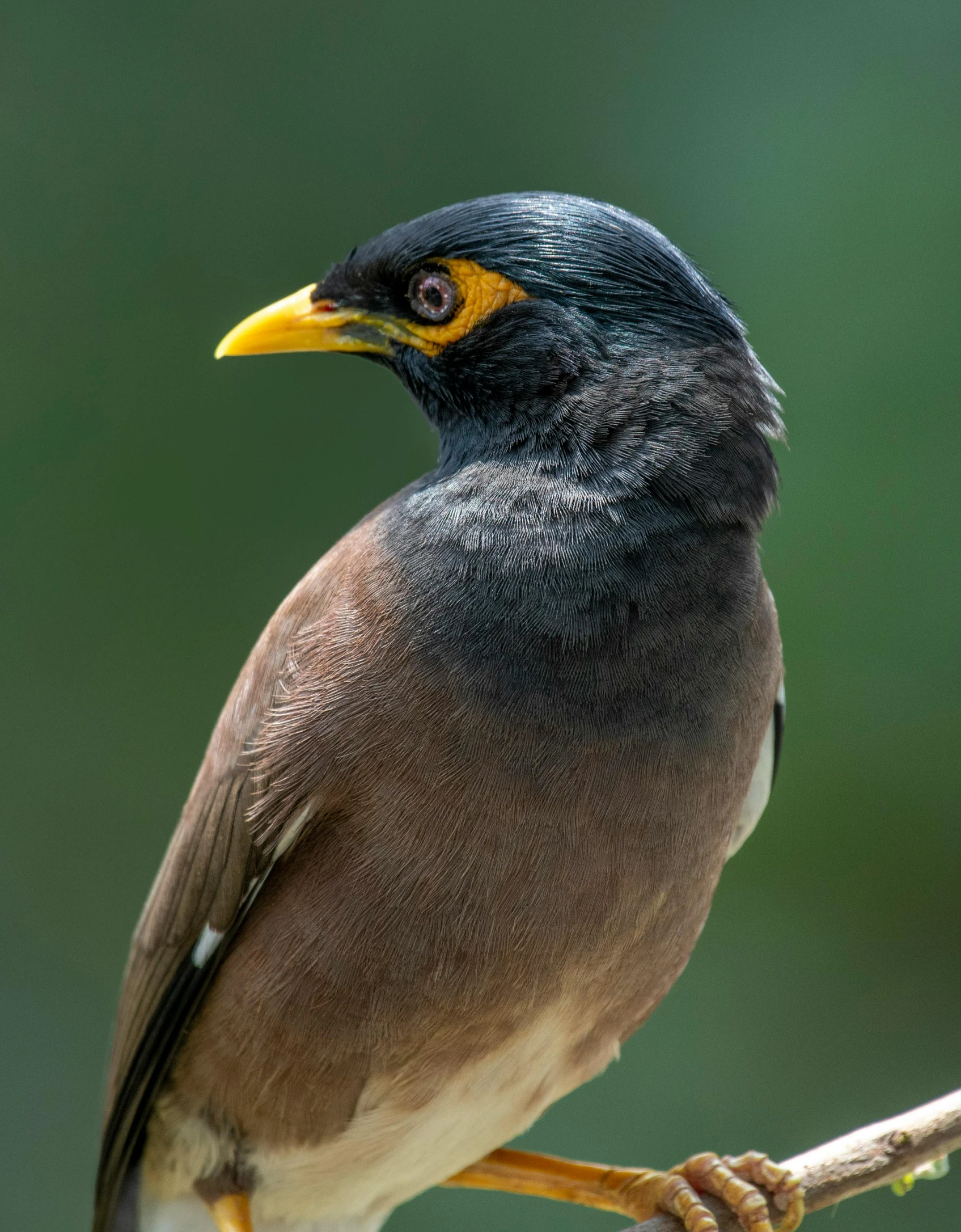 a black and brown bird perched on a tree limb