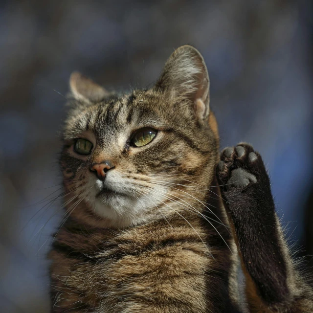 a gray and black cat laying down with its paws up