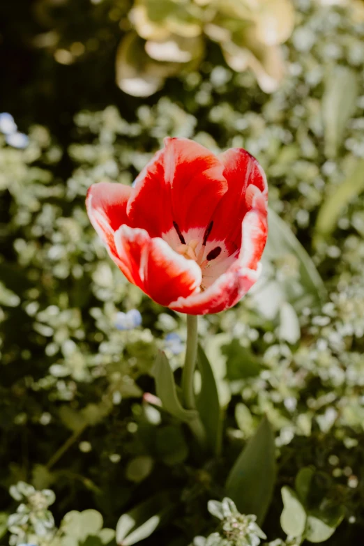 the red flower is blooming near a tree