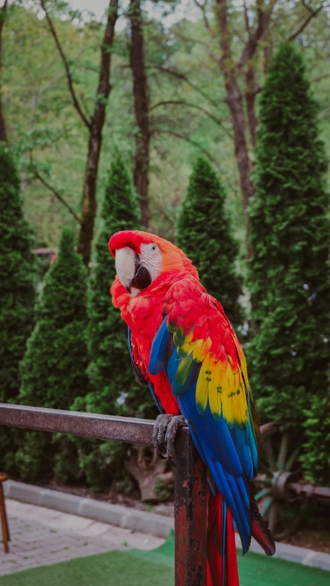 a large parrot sitting on top of a wooden fence