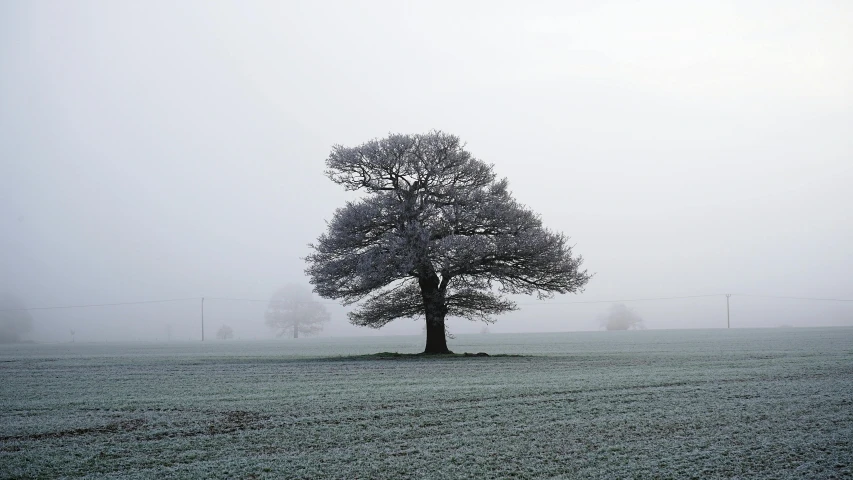 a lone tree stands alone in an empty field on a foggy day