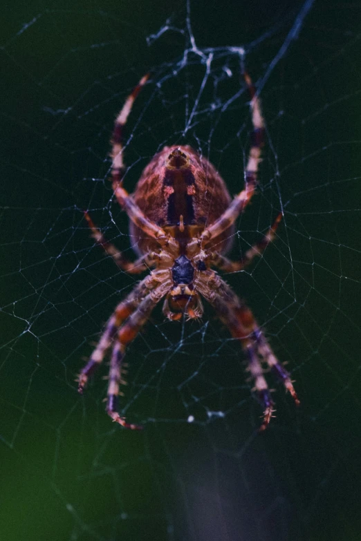 the underside of a large, orange and black spider