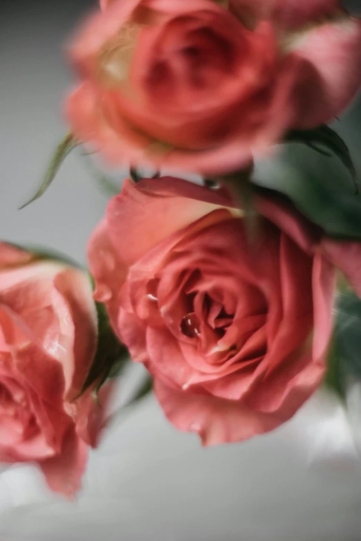 red flowers that are placed next to each other