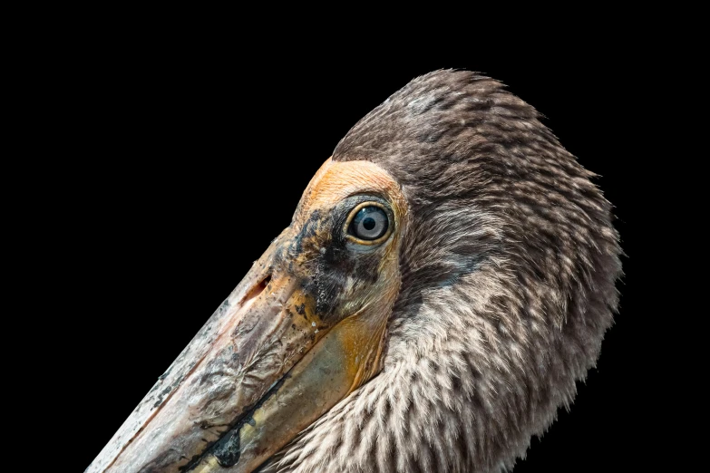 a close up view of a bird's head and neck